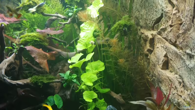 rechts 29.11.2018 von Sprutz1973 (8)