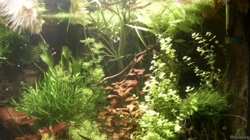 rechts_Anfang_Januar von Dschinn (8)