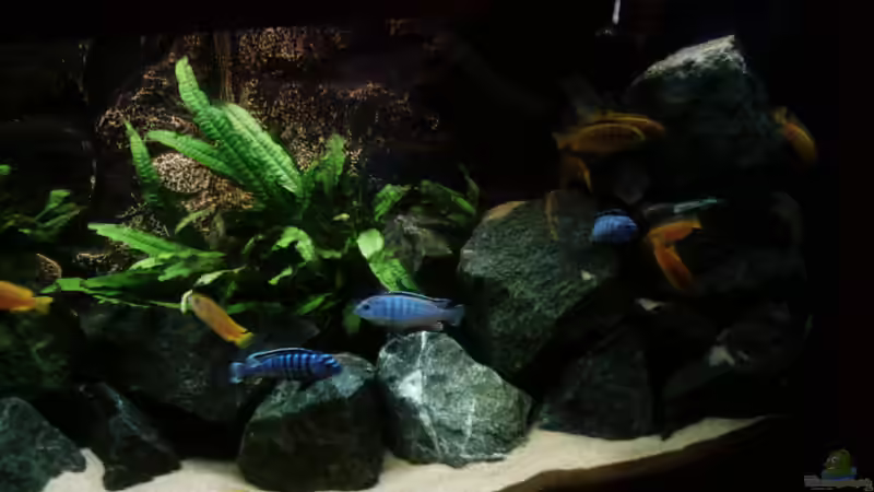 rechts basaltsteine bis fast zur Oberfläche aufgetürmt zur Innenfilterverdeckung von Philosoph (26)