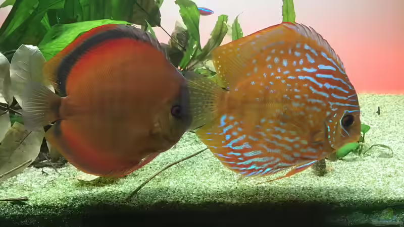 Rechts Bulle , Links seine Dame von Soundmann (6)