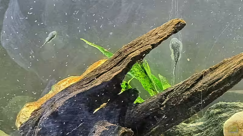 Rechts einer der ´Großen´, etwas über 4 cm geschätzt von okefenokee (25)