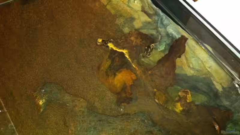 rechts fast über die ganzen 80 cm Wurzeln unter der Wasseroberfläche :) von matthiasm (29)