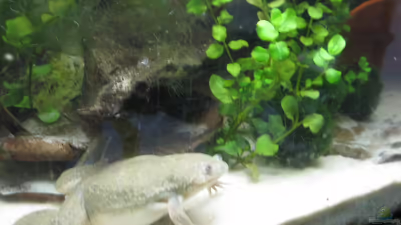 Rechts im Bild: Pfennigkraut - Lysimachia nummularia von Jenny (9)