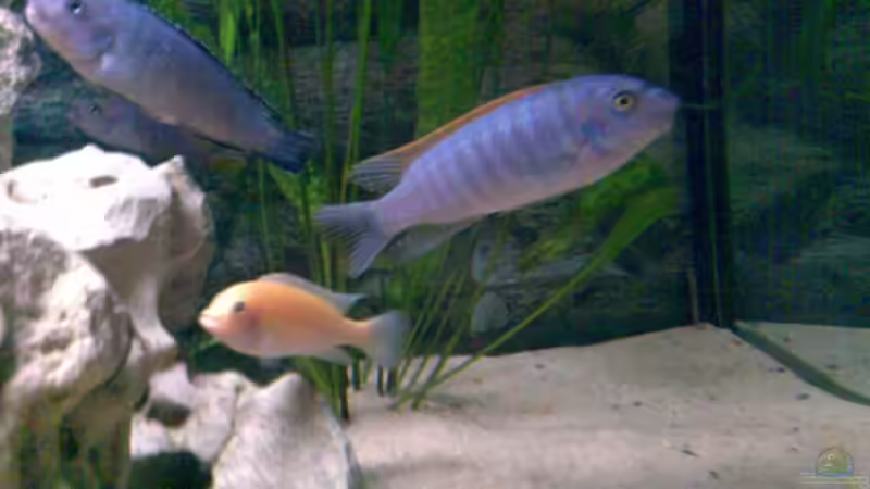 Rechts im Bild Labeotropheus trewavasae von Jan Metschurin (14)