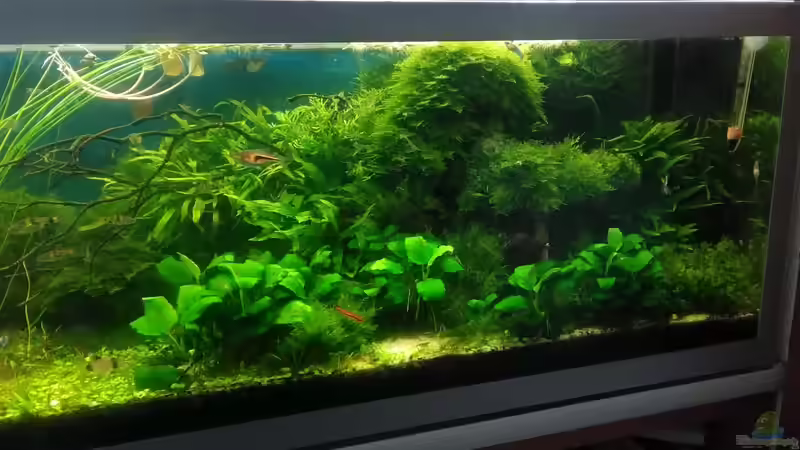 rechts im Dez.2017 von Grünhexe (39)