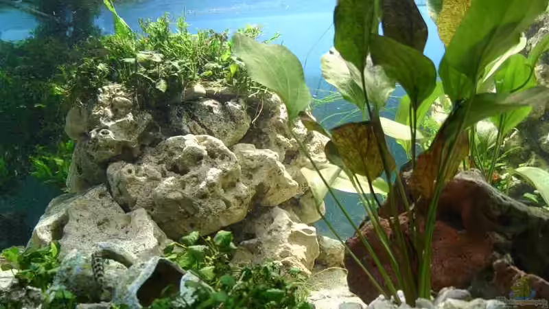 Rechts im Vordergrund eine Echinodorus ???Red Flame??? von Ingo (14)