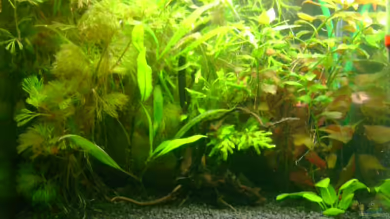 rechts Ludwigie,links Cabomba,dazwischen Farn und Wasserfreund,vorne Glosso,rechts unten Anubias