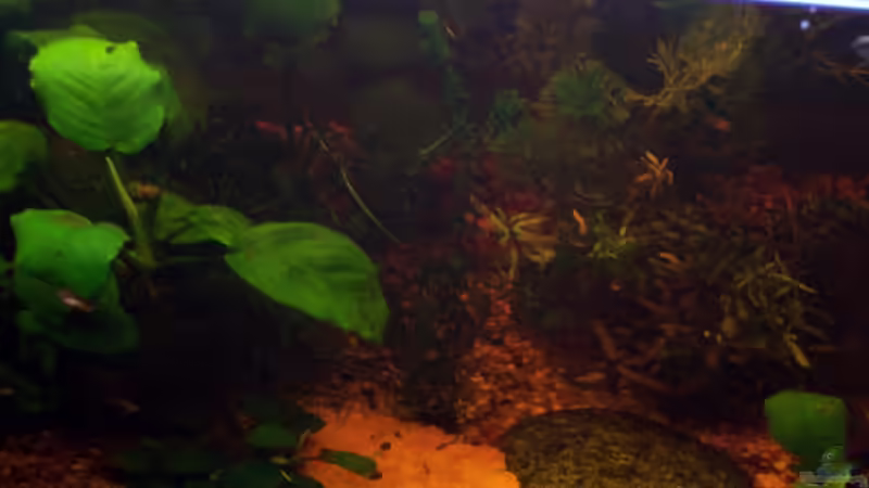 rechts Mangrovenwurzel mit vielen Versteck möglichkeiten von Jens J. (27)