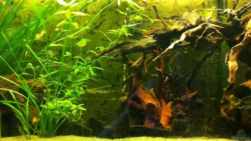 rechts mitte 2011 von ml69 (7)