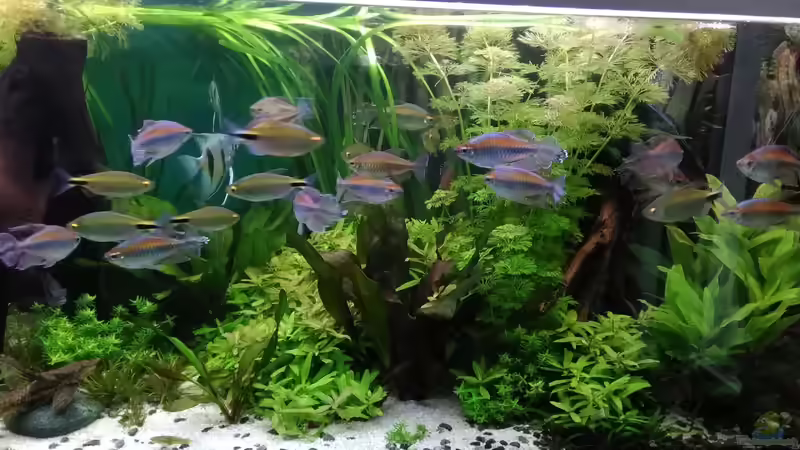 rechts mittig von Grünhexe (8)