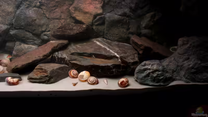 Rechts nach dem Befüllen von Koehler (23)