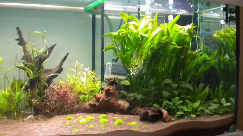 rechts nach Neueinrichtung von Schmausi (10)