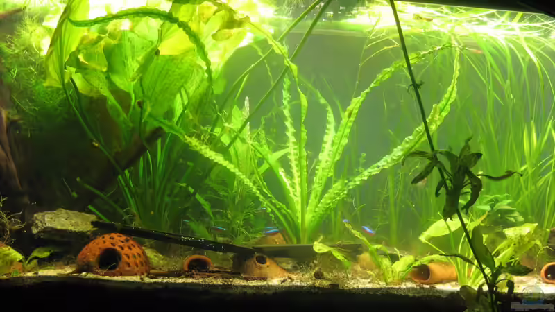 rechts neben der großen Wurzel die Riesenechinodorus und danach dir mir unbekannte *** Pflanze von chrisi01 (3)