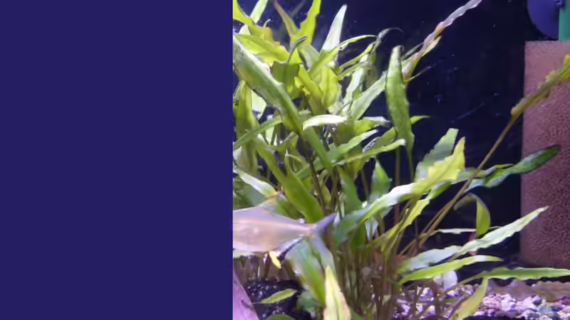 rechts neben der Wurzel Pfalnze? 26.03.12 von Sunnyboy_72 (12)