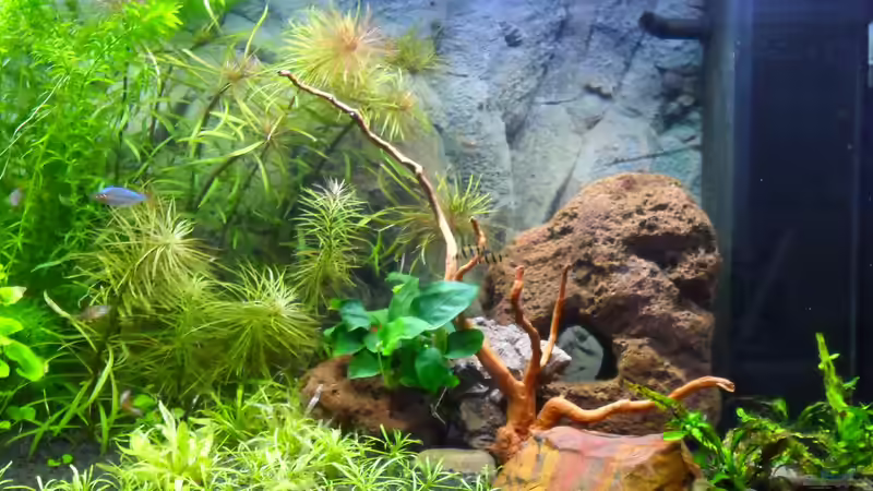 rechts neu gestaltet von Uwe M. (5)