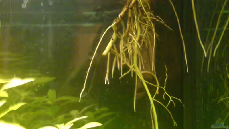 rechts oben: Wurzel der Efeutute und links hygrophila polysperma von Brownson (5)