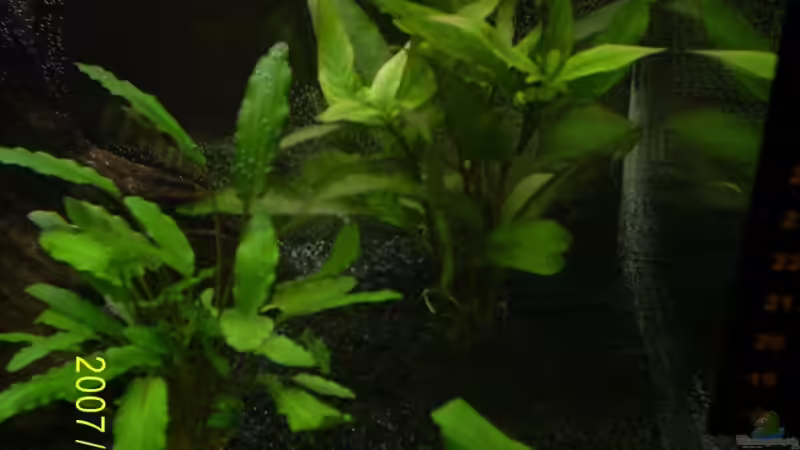 rechts oben die Hygrophila  von Cathrin Krause (12)