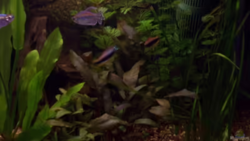 rechts Pflanzen, links Wurzeln, hinten Dekowand von Slap-Fighter-FCN (5)