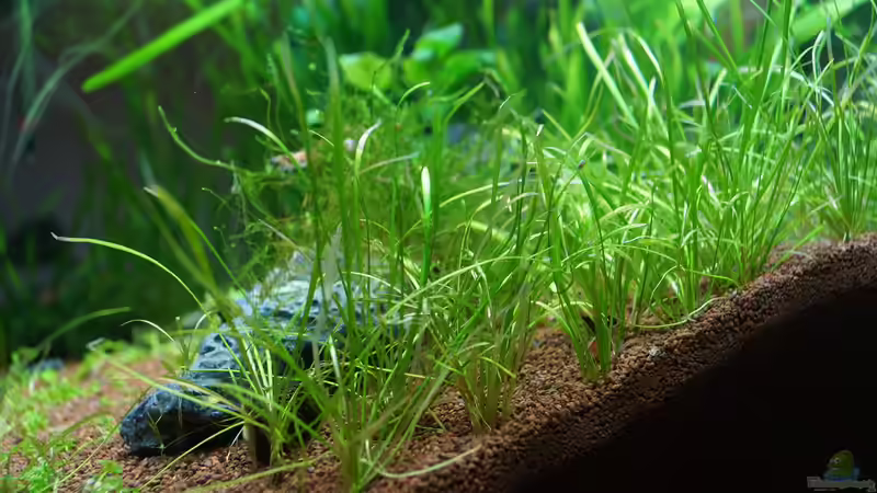 rechts reingeschaut von Guido Seifert (8)