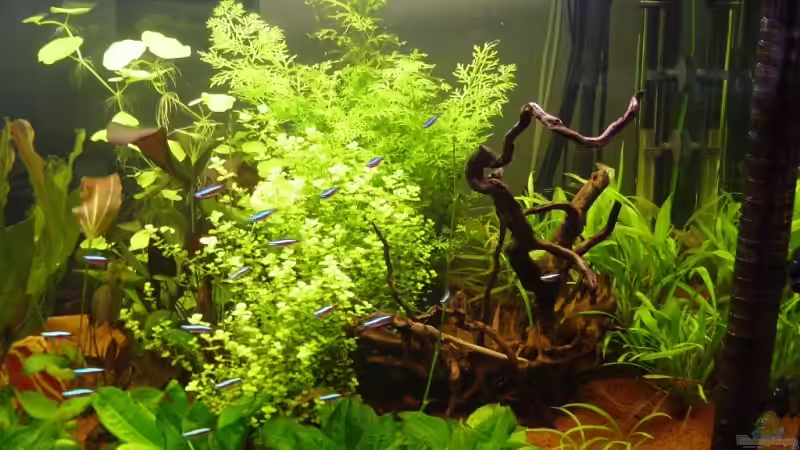 Rechts Seite von Reinhard (3)