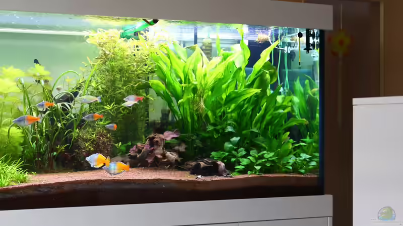 rechts Stand 26,05.2013 von Schmausi (7)