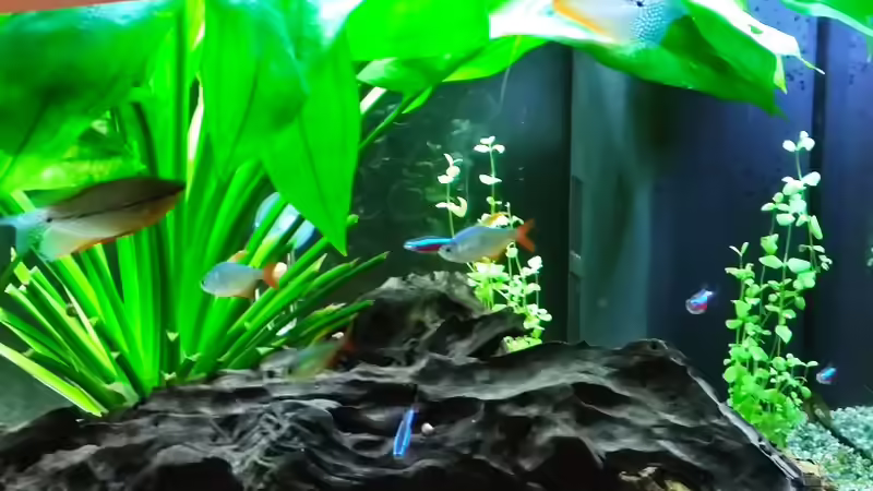 Rechts und im Hintergrund: Bacopa australis von Pegnitz (20)