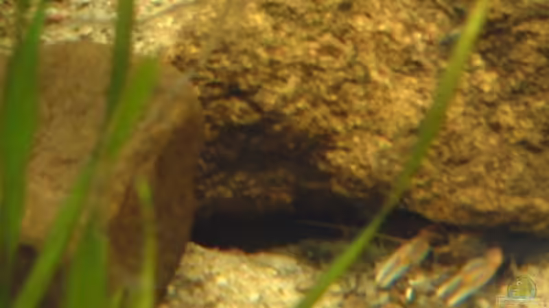 Aquarien mit Cherax peknyi (Tigerkrebs)