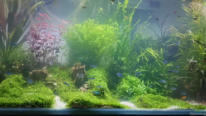 Rechts unten Zwergpanzerwels, Corydoras pygmaeus von piet (25)