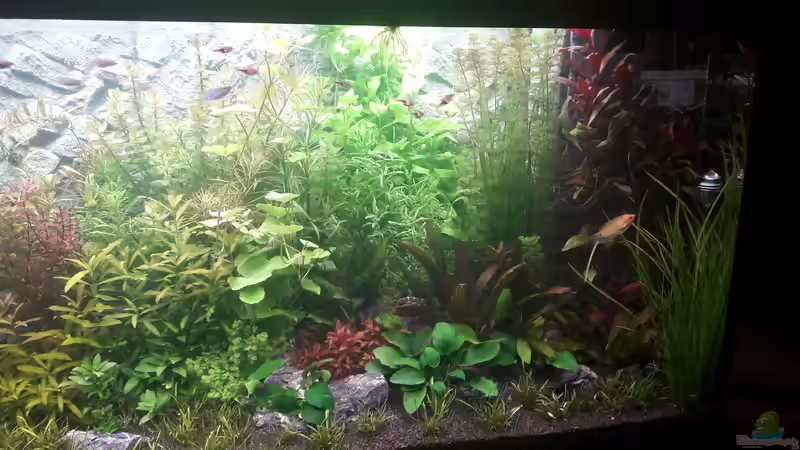 Rechts von Anfänger123 (4)