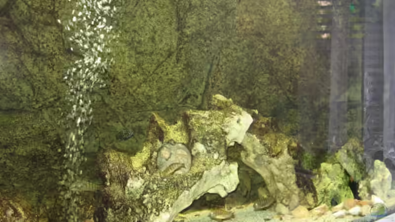 Rechts von Axel Borck (3)