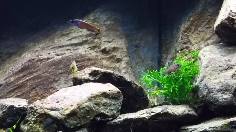 Rechts von Baeltes (4)