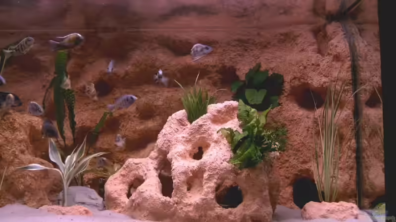 rechts von blume007 (4)