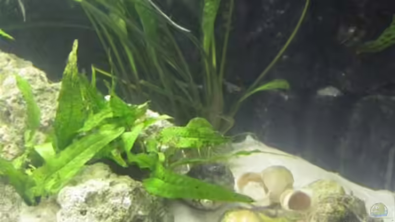 rechts von cammarus (4)