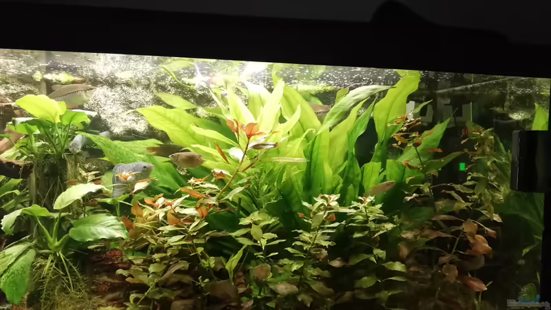 rechts von Chinese Inai (4)