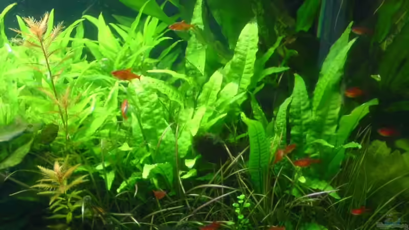 Rechts von Christoph Grote (6)