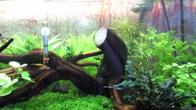 rechts von crayfish79 (5)