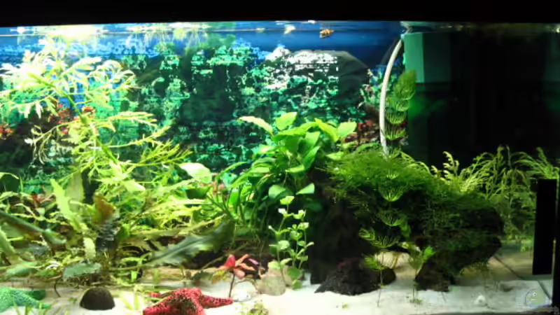 rechts von DerWolf (3)