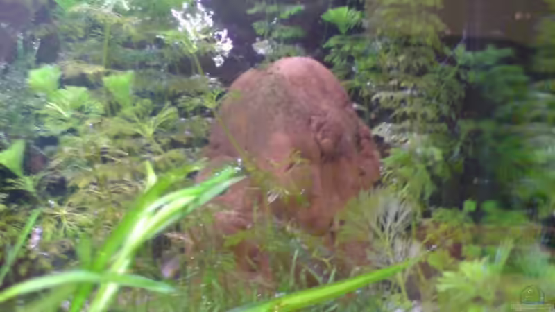 Rechts von Dommsel (6)