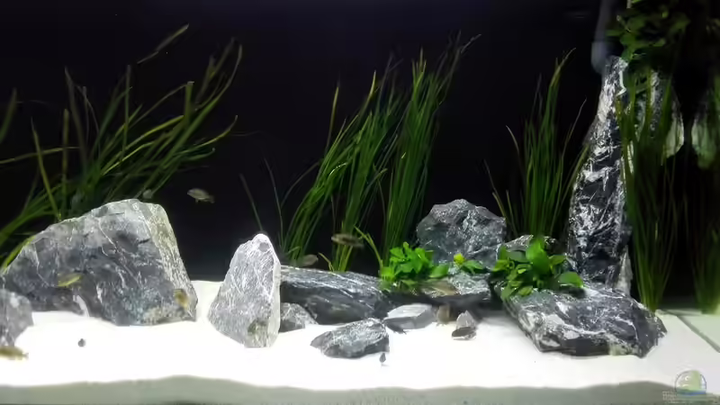 Rechts von Elsiman (7)