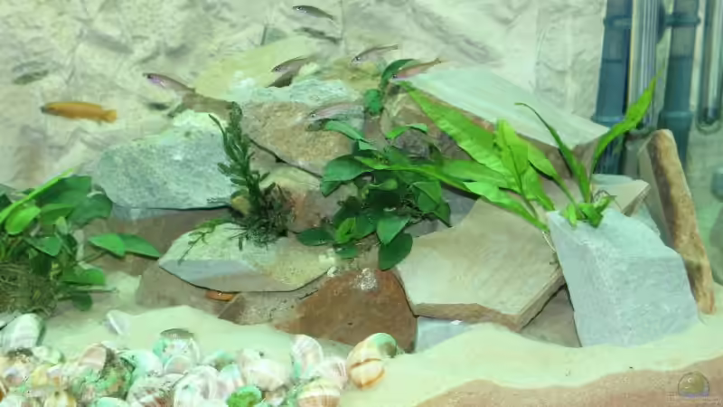 rechts von fisch (6)