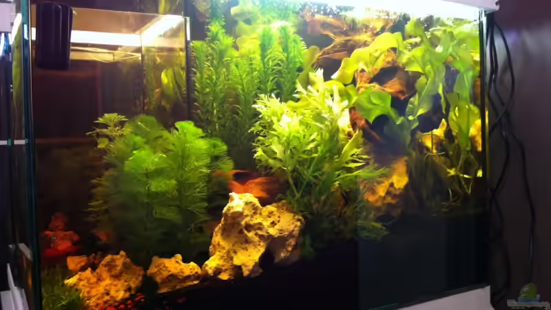 rechts von GenesisEpoche (5)