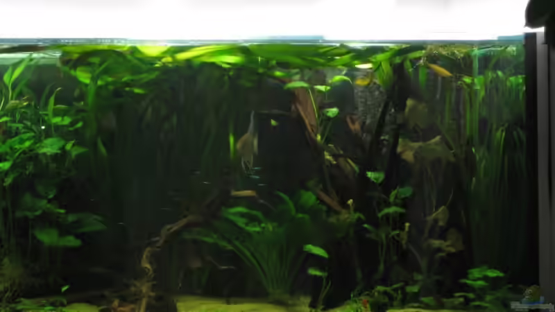 rechts von Gerrit Buck (5)