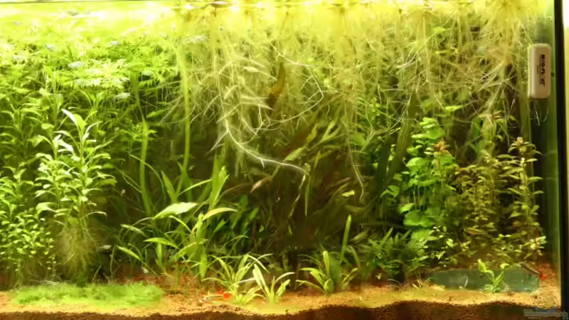 rechts von Jochen Gedicke (5)