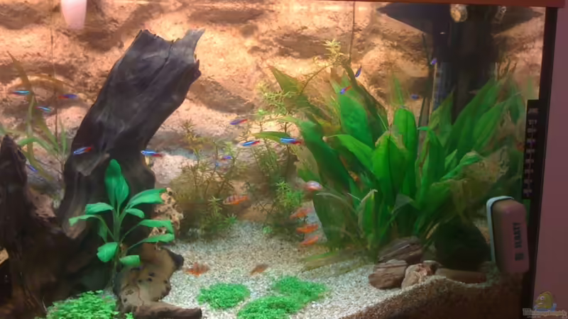 rechts von Kuebiwhv (3)