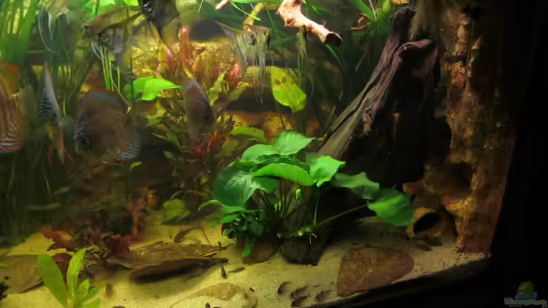 rechts von maxarl (10)