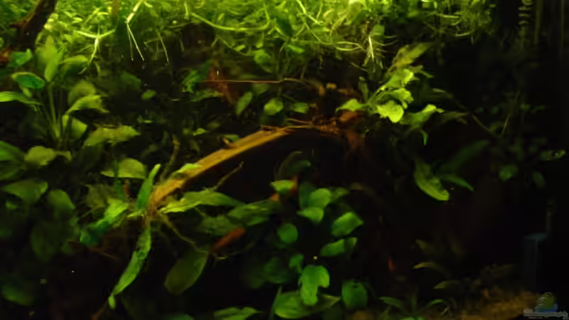 Rechts von Nico Nowotny (4)