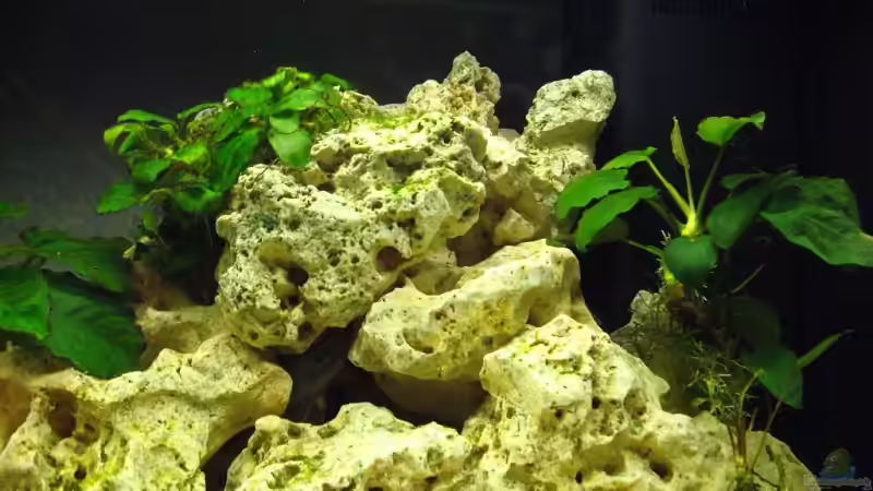 rechts von Philipp Schneider (3)