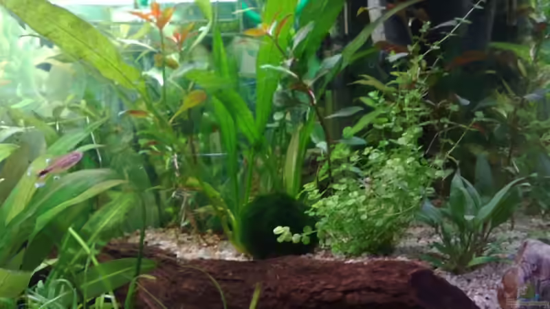 rechts von Rammsteinfan86 (4)