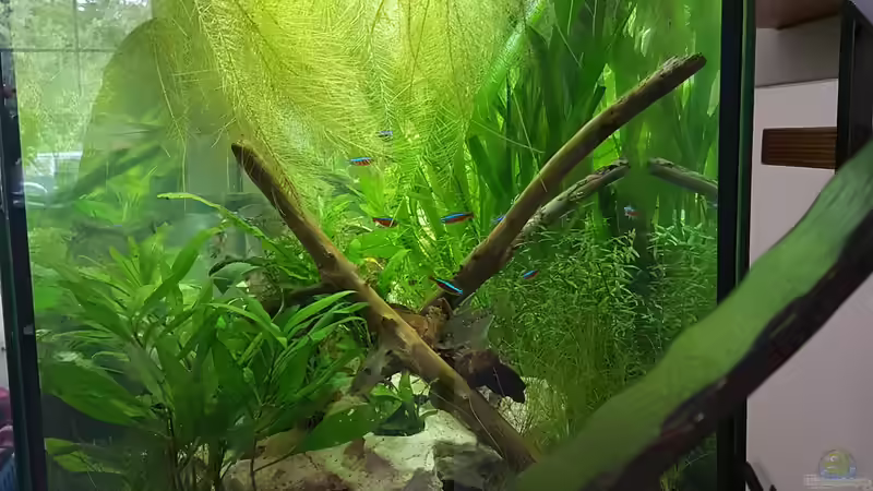 Rechts von Rinchen84 (7)