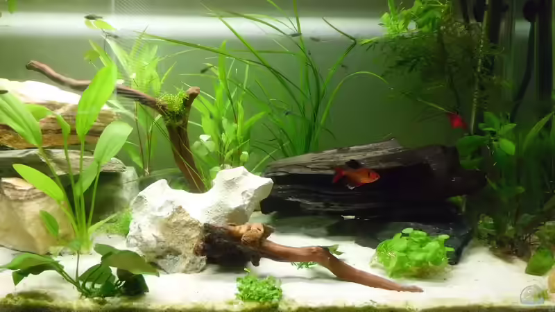 Rechts von Rosa VonSick (2)